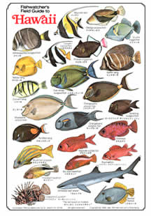 Fish Identification Guides, Reef Fish Identification,Guides,slates And ...